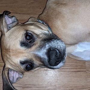 Meet your Posher, George